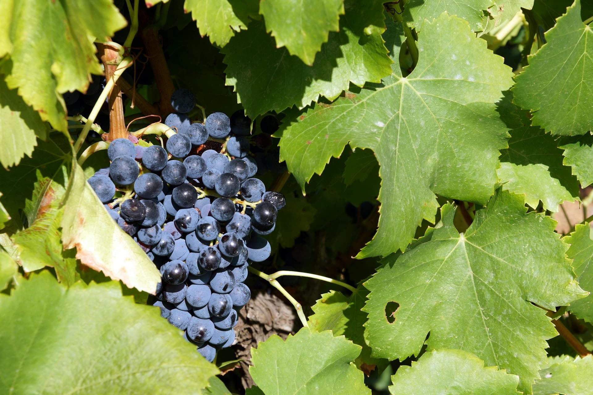 Close-up of ripe Cabernet Sauvignon grape cluster hanging on the vine surrounded by green leaves