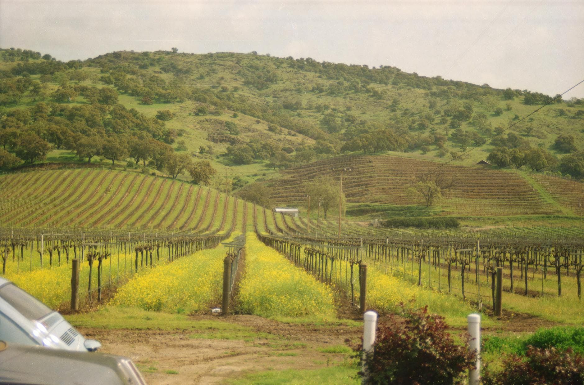 A two-lane road winding through California wine country with vineyards on both sides