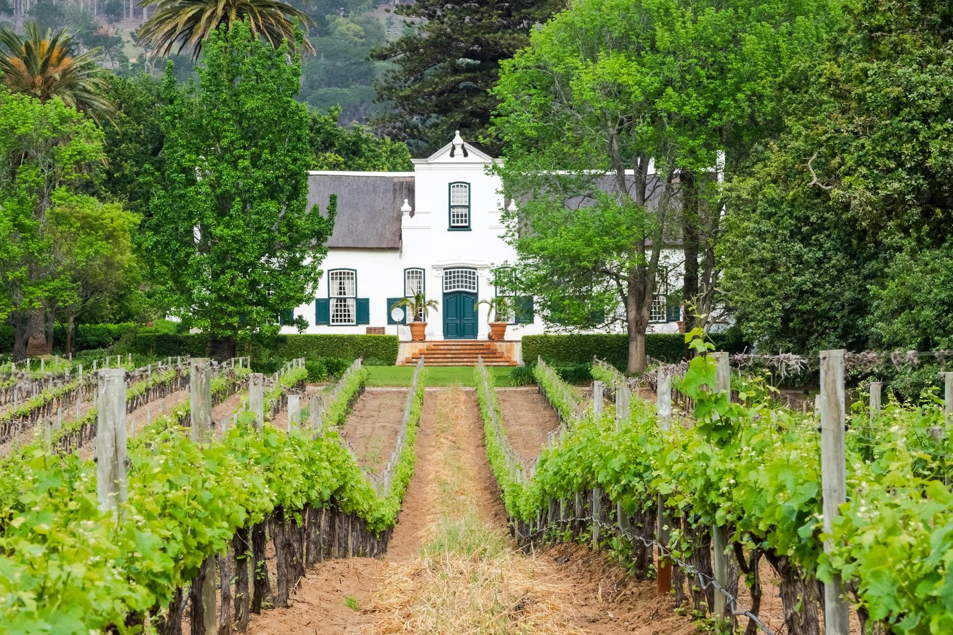 Cape Dutch manor house surrounded by rows of Chenin Blanc vines in South African wine country