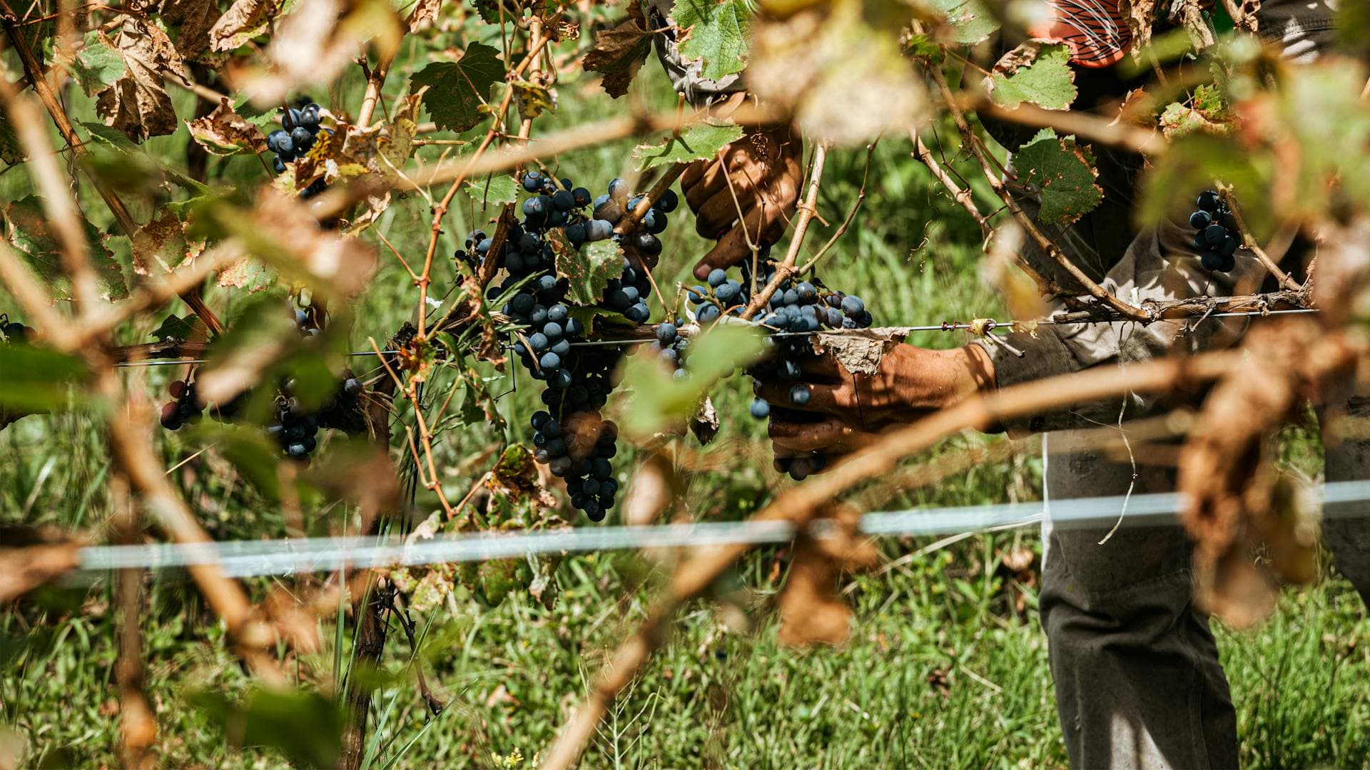 Close-up of a vineyard worker's hands harvesting ripe grape clusters during harvest