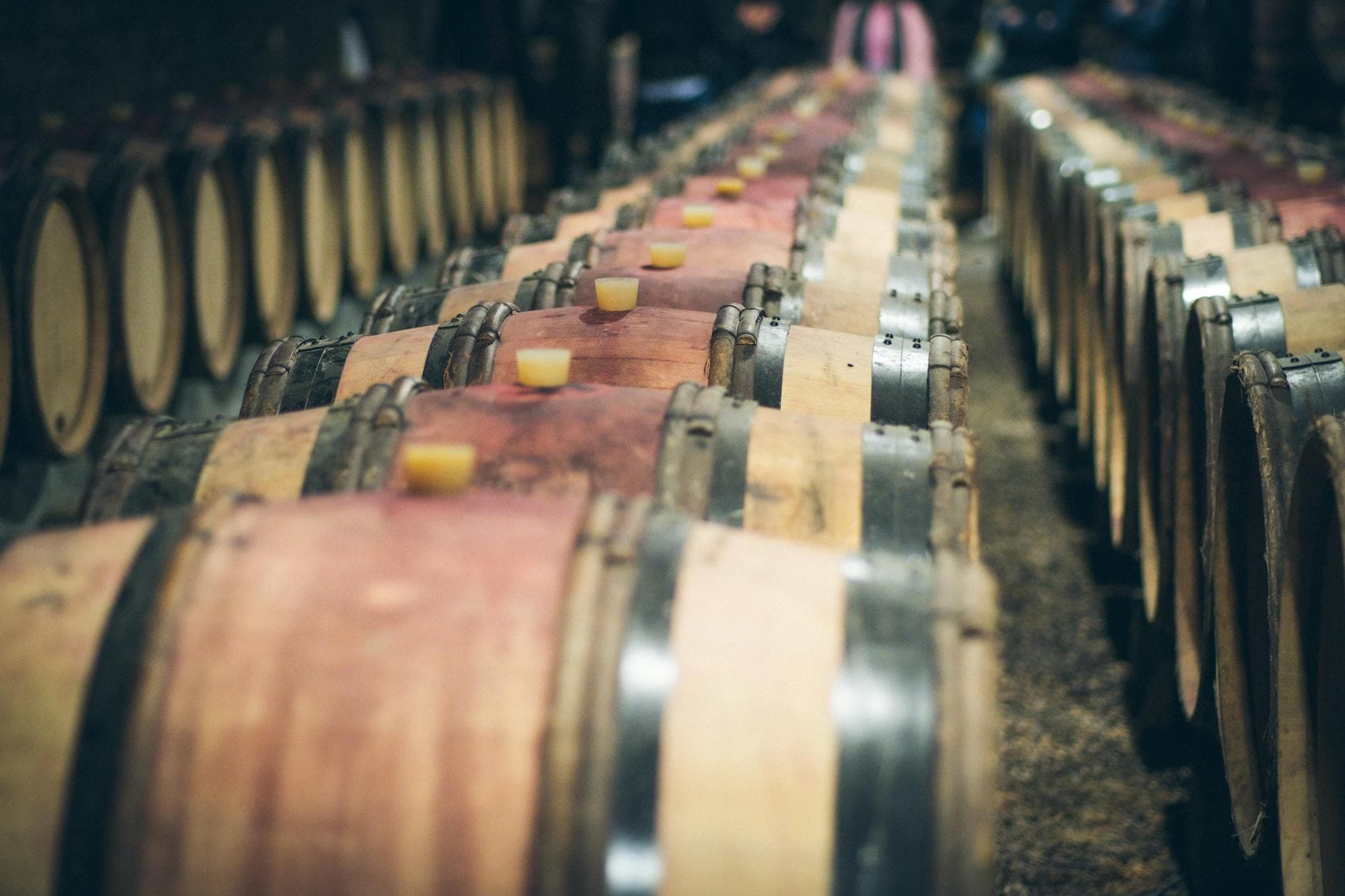 Rows of oak wine barrels in a Bordeaux chai, the traditional barrel room where wines age