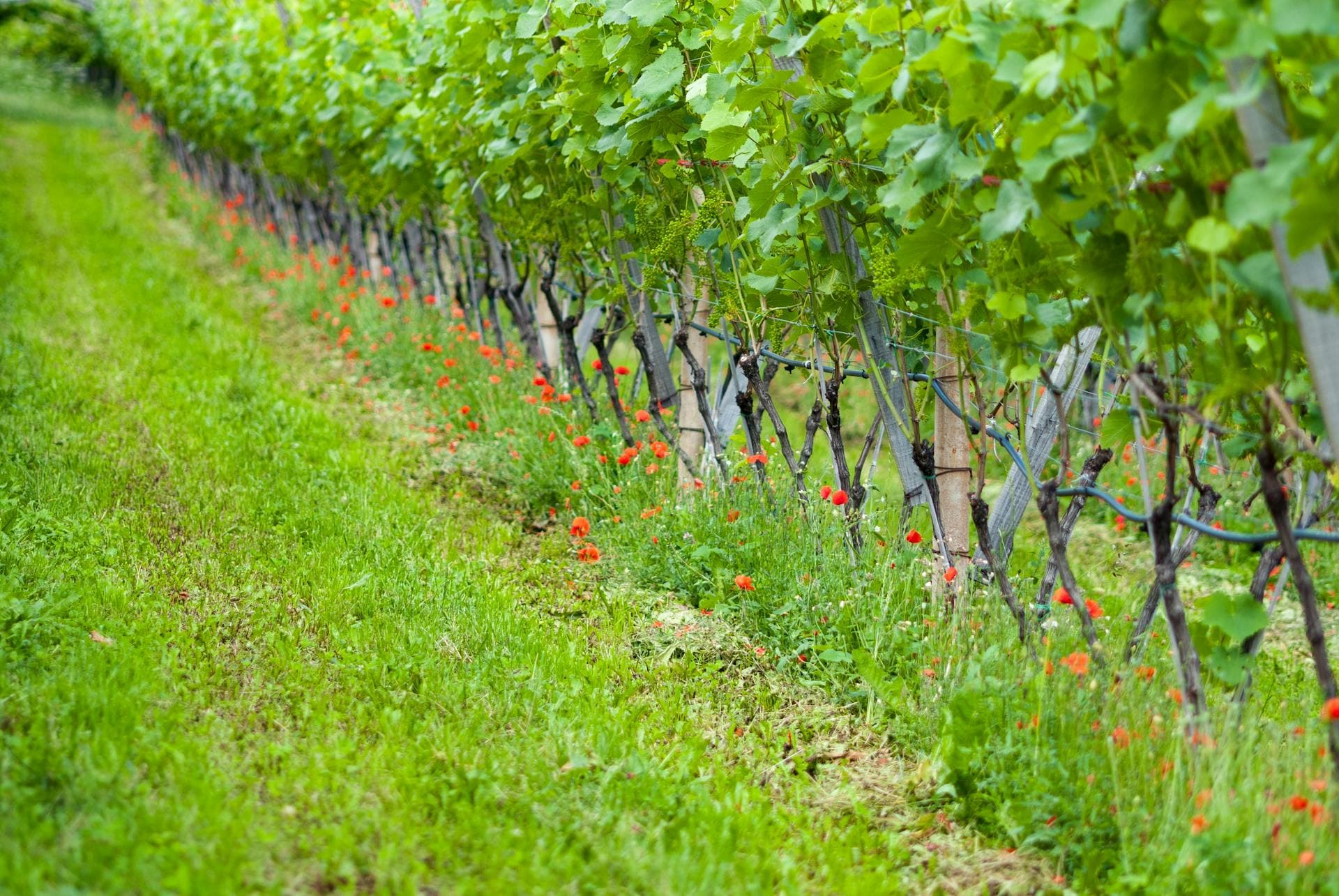 A row of grapevines growing in a vineyard with red poppies and grass as cover crops between the rows