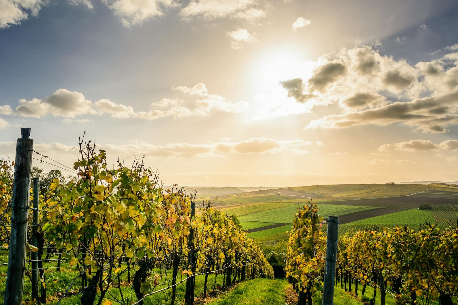 A sweeping view down a vineyard row at golden hour, rows of grape vines leading toward distant hills