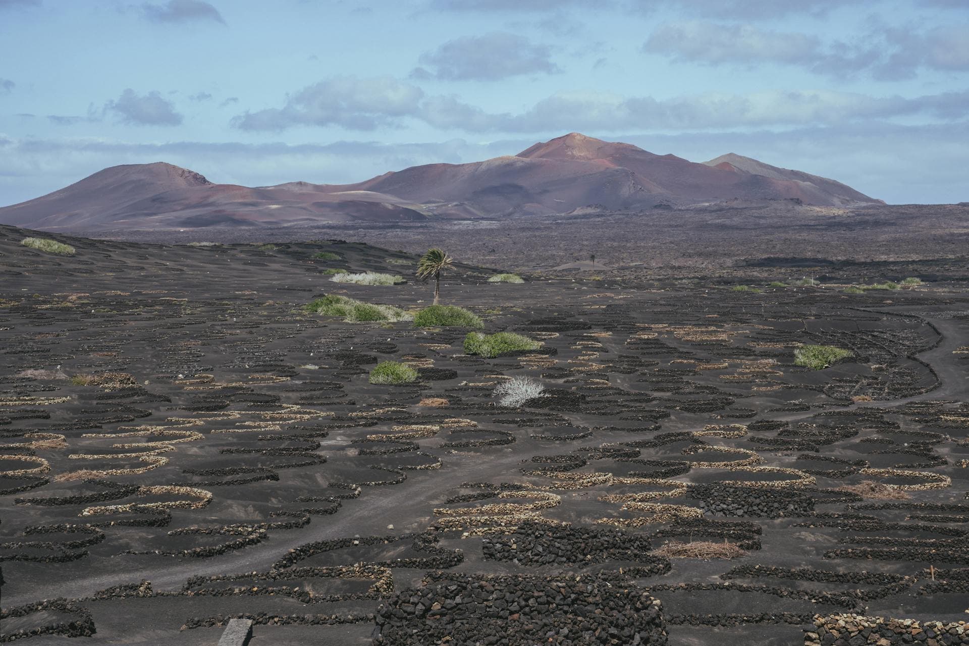 Ancient grapevines growing in circular stone enclosures on black volcanic ash soil with mountains in the background